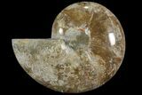 Choffaticeras (Daisy Flower) Ammonite Half - Madagascar #111323-1